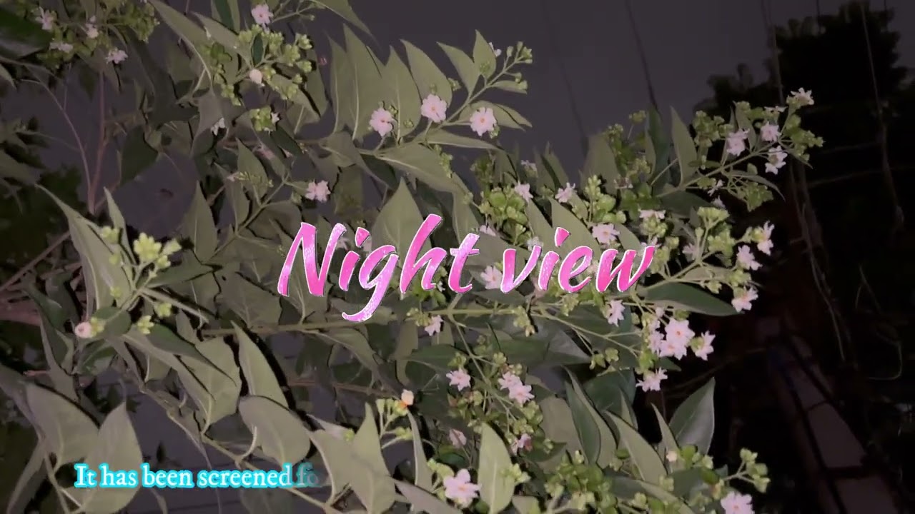 All About Parijat Plant | Night- Blooming Jasmine |  Harshingar - Nyctanthes arbor- tristis L.