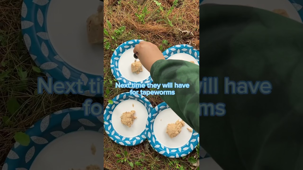 Deworming outside community cats ✨