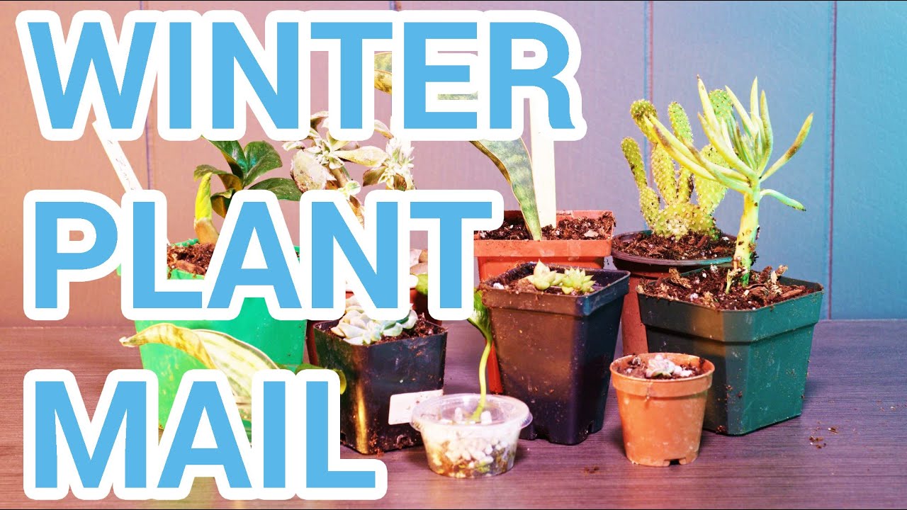 Succulent Plant Mail | Winter 2022 | Whale Fin | Pothos | Crested Succulents