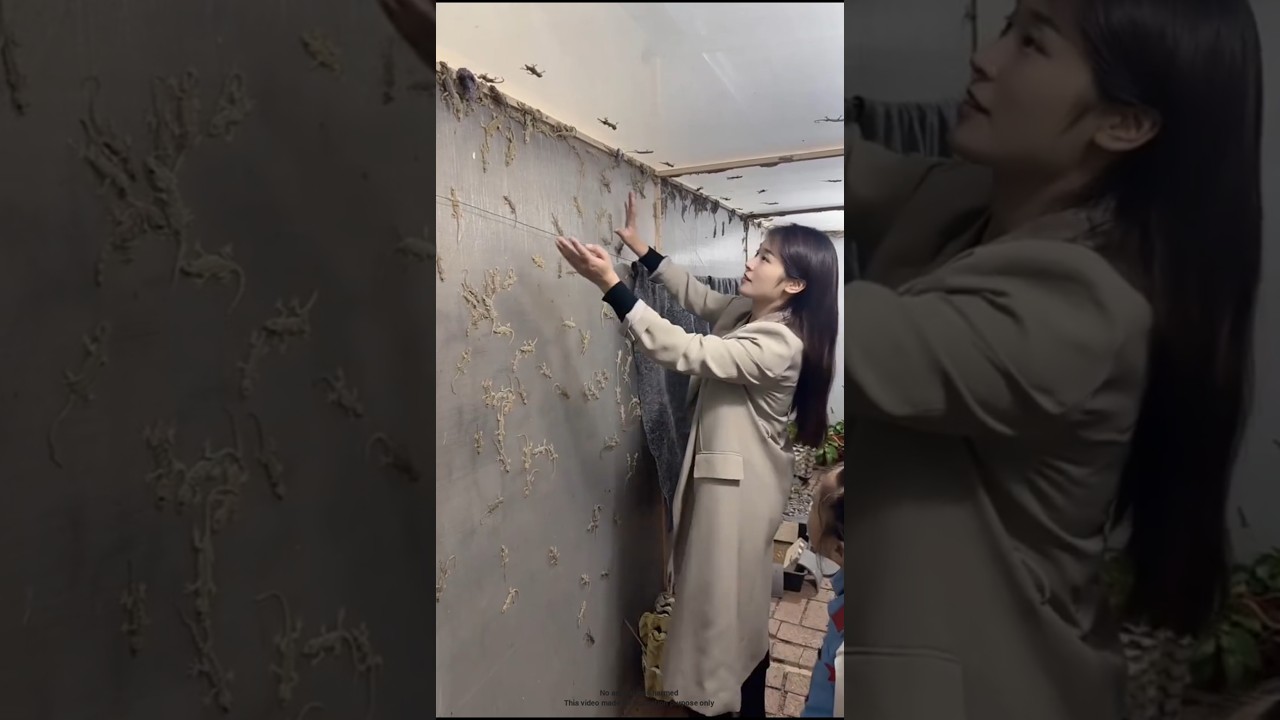Why Are Lizards Farmed In China? #shorts #ytshorts