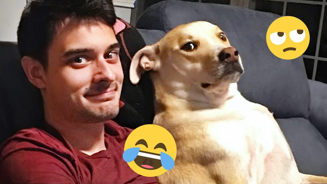 You Will Die Laughing At These Dogs 🐶 Best Animal Video Compilation You Can’t Miss 🤣 #7
