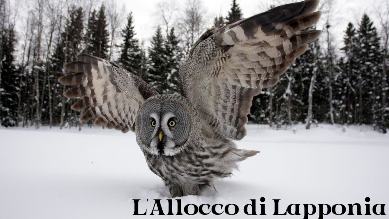 L' Allocco di Lapponia