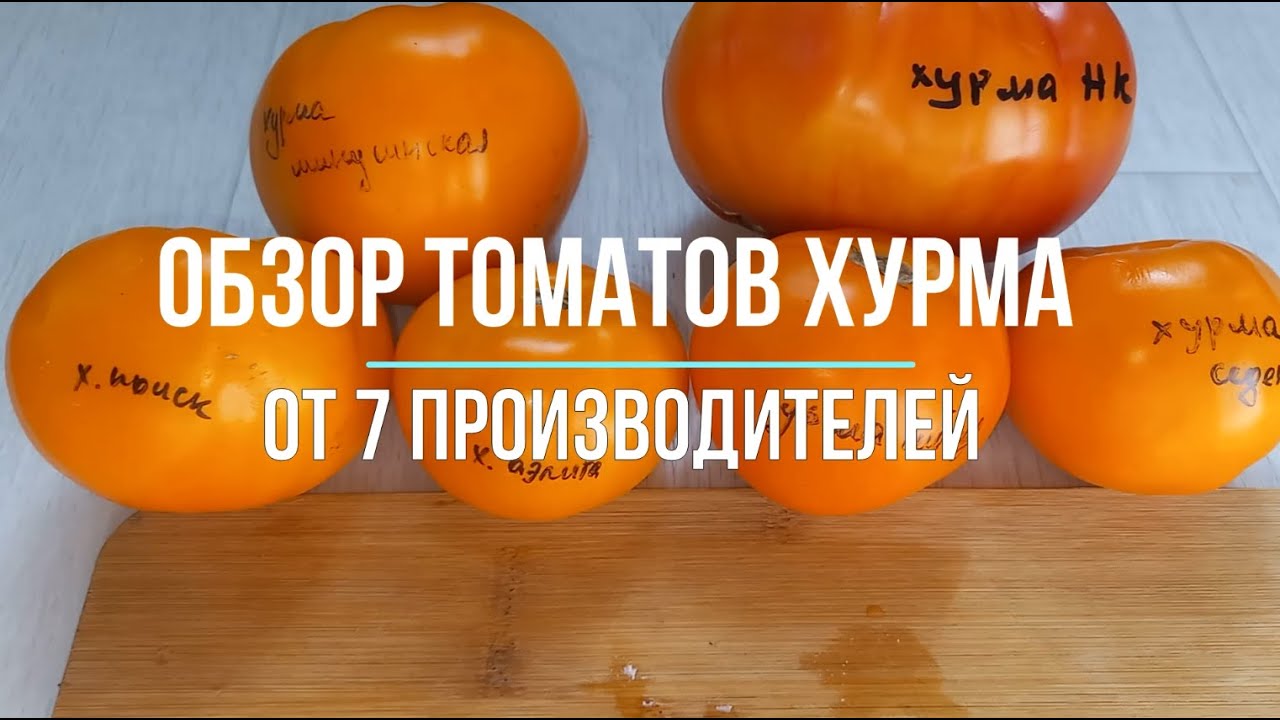 Томат Хурма от 7 производителей: обзор сорта Хурма, характеристики, урожайность и какой на вкус
