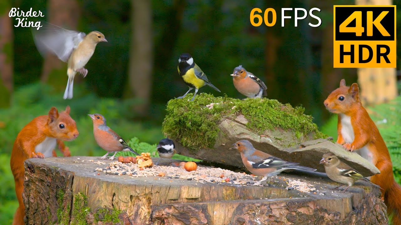 🔴 24/7 LIVE: Cat TV 😺 The Cutest Birds and Red Squirrels 🐦 4K Cat Games