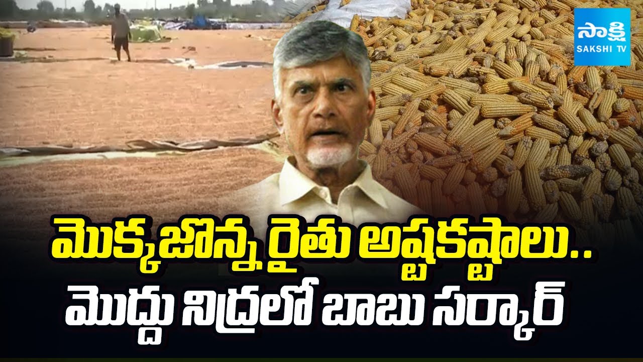 Corn Farmers Facing Problems in Andhra Pradesh | Chandrababu Govt | @SakshiTV