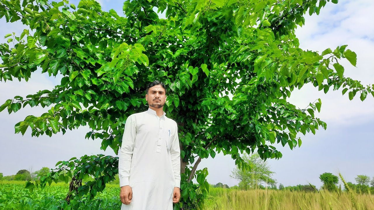 White Mulberry | Meray ilaqay kay Shahtoot | White,Black Mulberry: