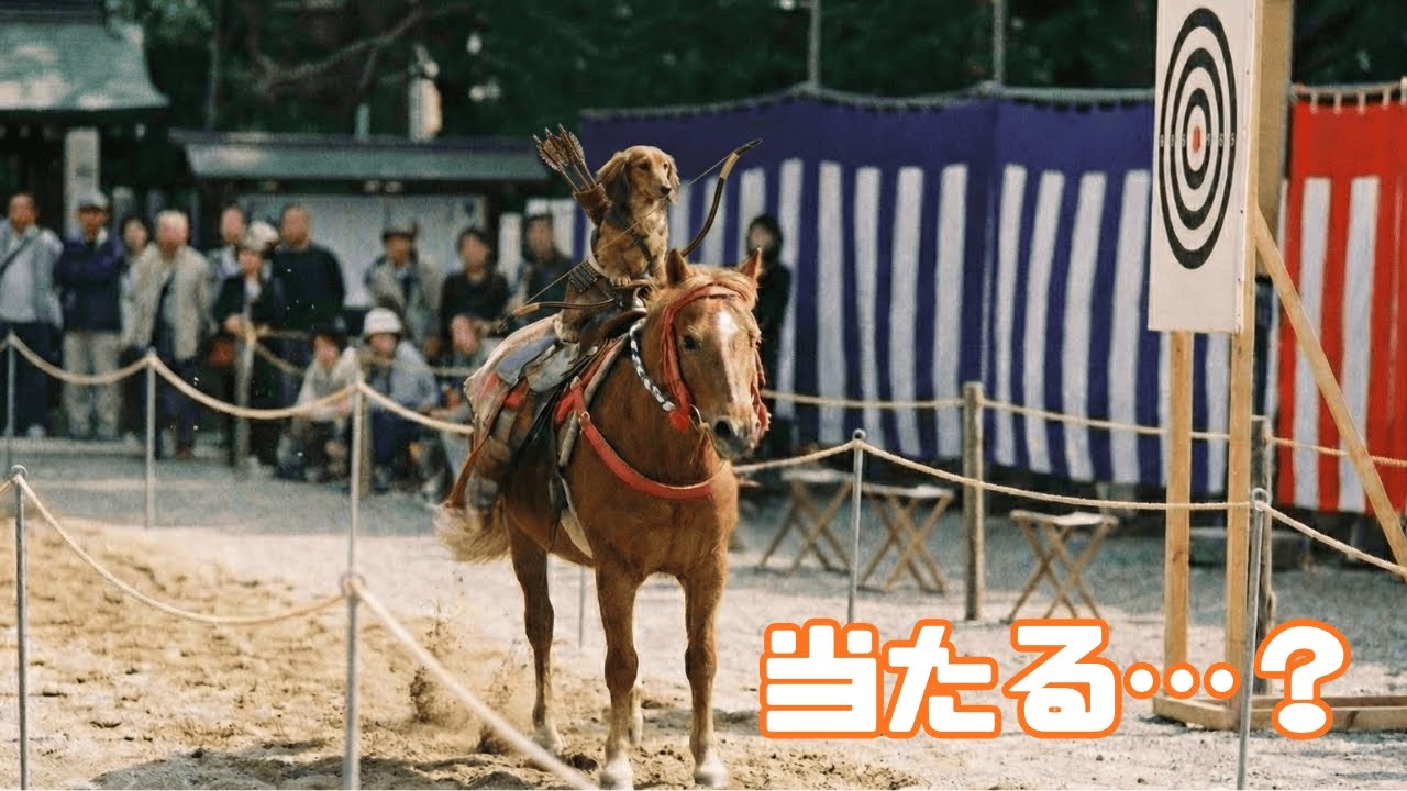 きなこ、流鏑馬へ。――小さなダックスの本気の一射