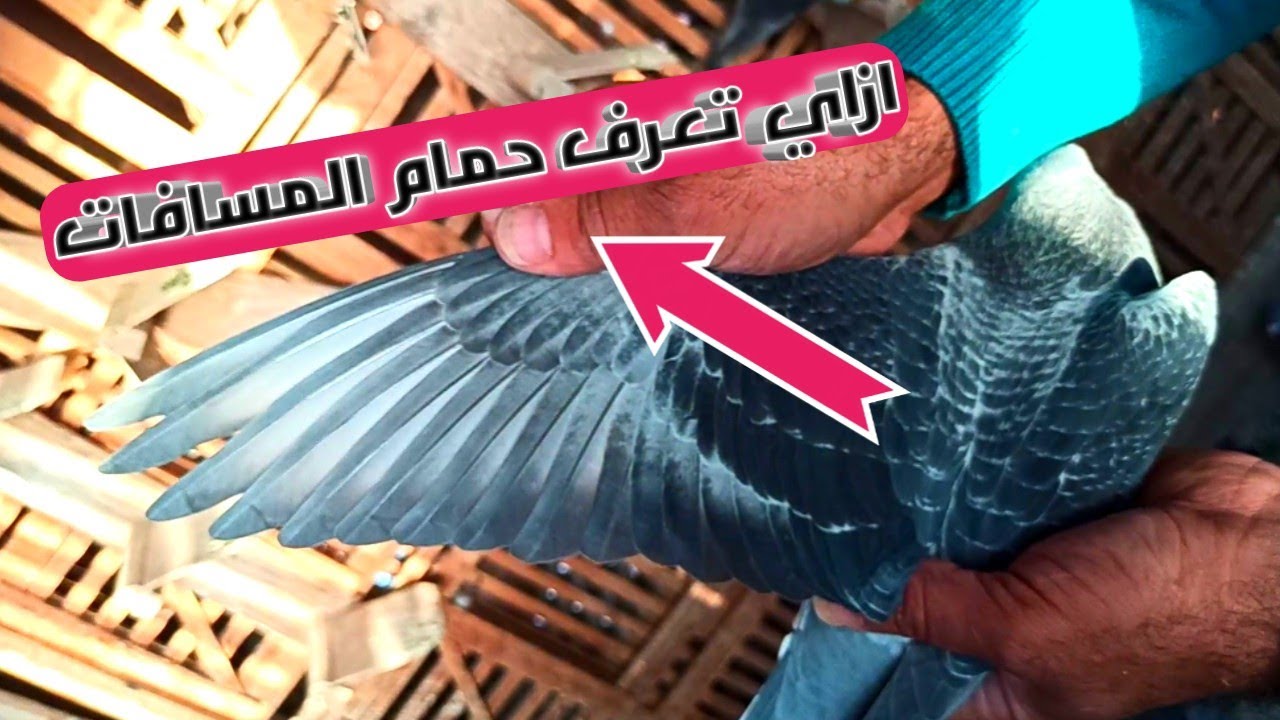 الفرق بين الحمام الزاجل المسافات الطويله والمسافات القصيره