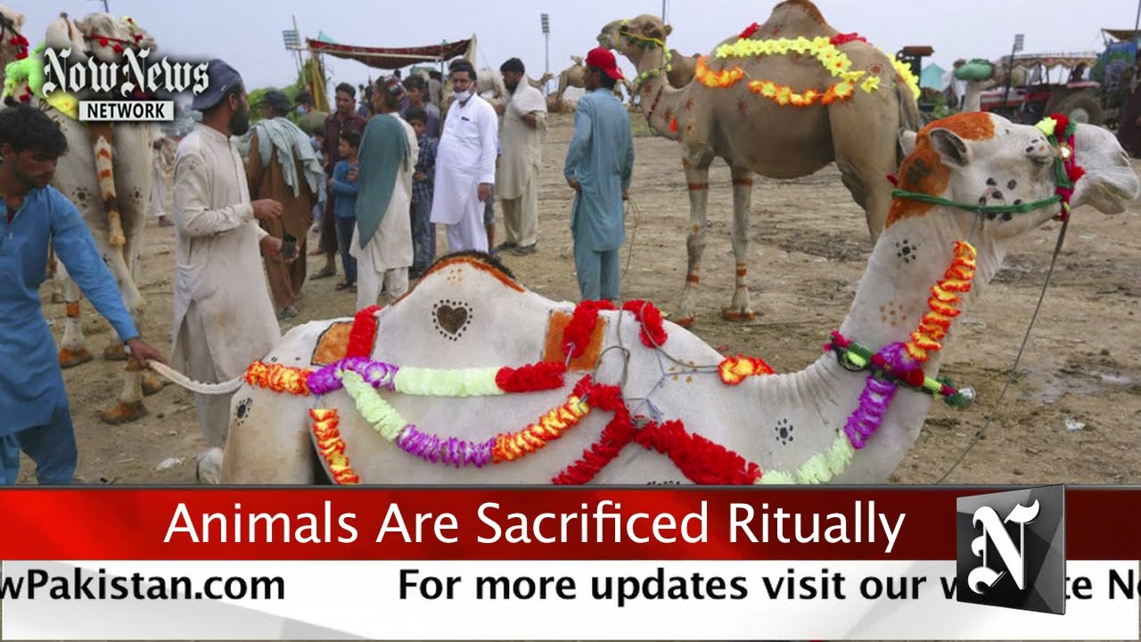 Eid ul Adha, Animals sacrificed ritually.