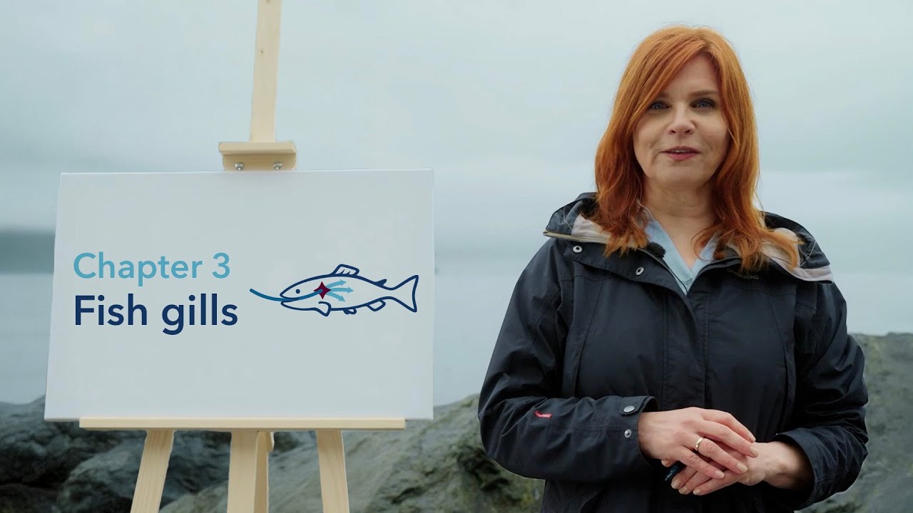 Fish Health 101: How Fish Gills Work