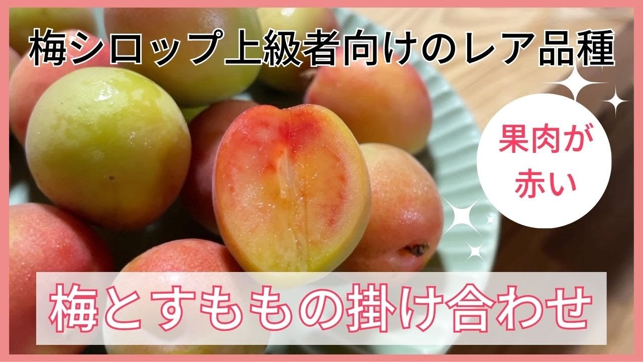 梅シロップ上級者向けの果肉が赤いレア品種【露茜】