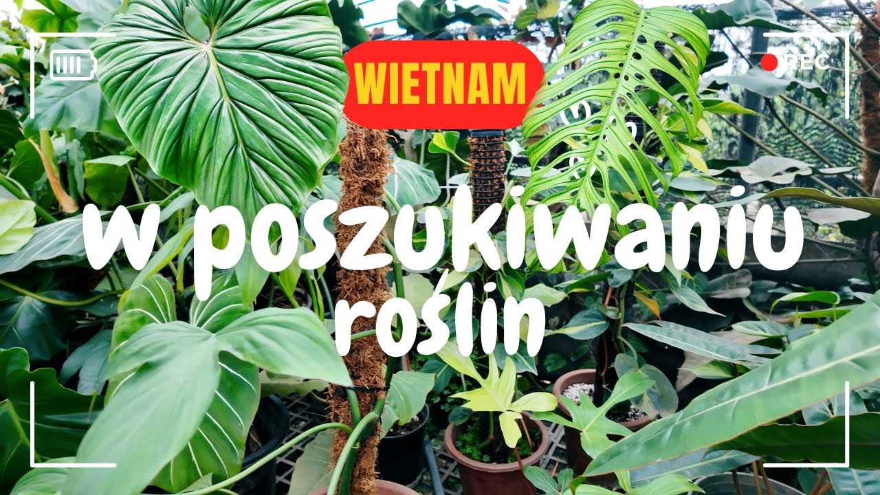 Wietnam: sklep z roślinami | trudne poszukiwania | rośliny zagranicą 🇻🇳