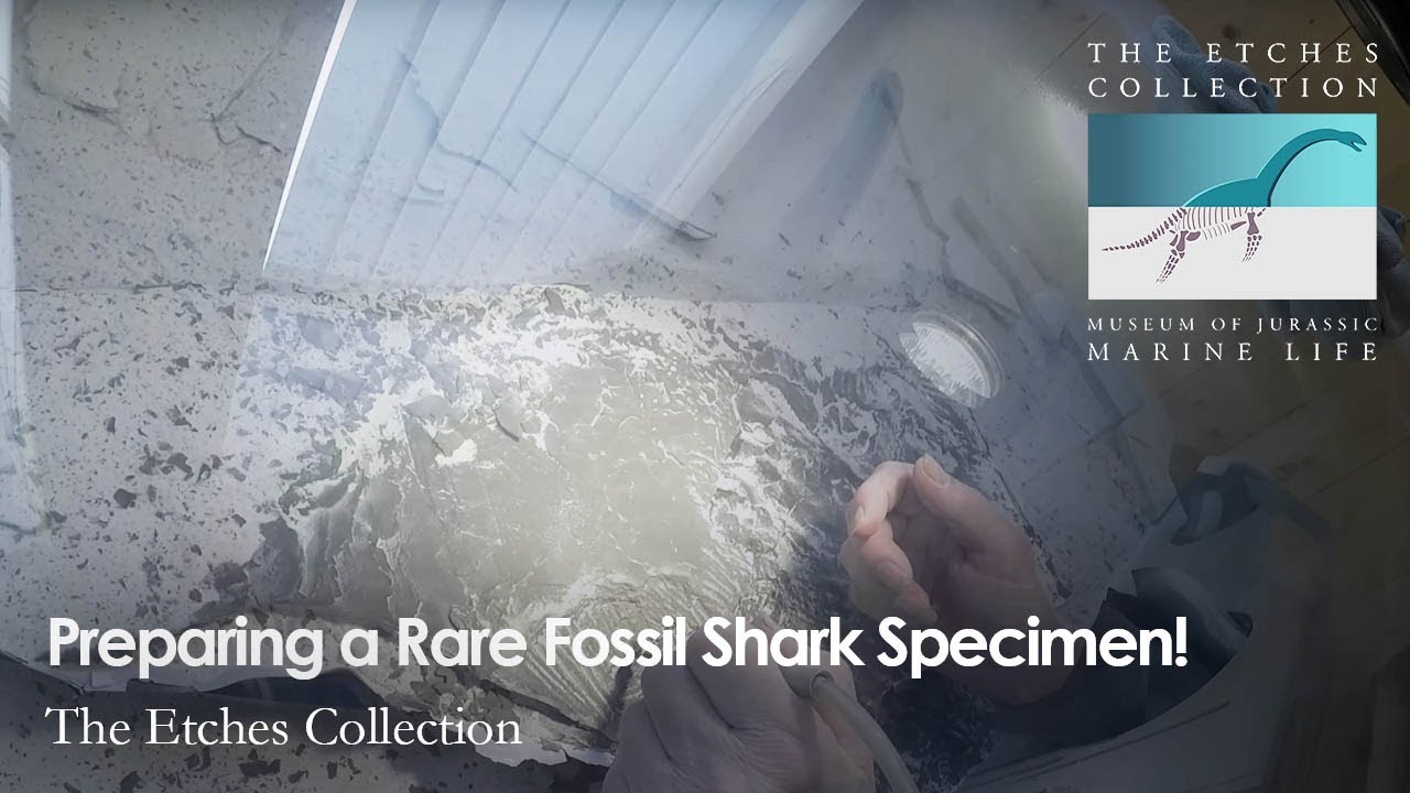 Preparing a Rare Fossil Shark Specimen!
