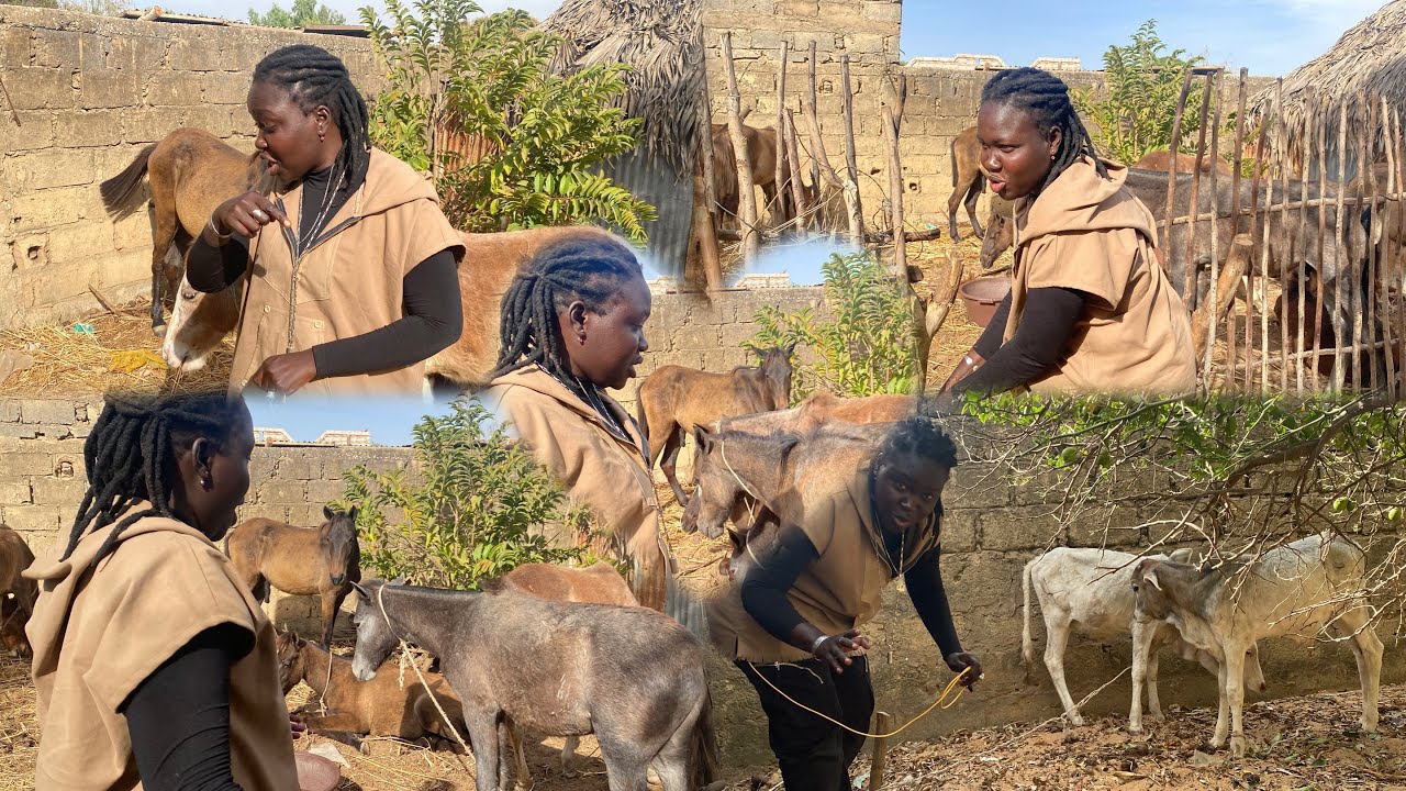 DÉCOUVRÉ LES CHEVEUX ET LE BŒUF 🐂 DE LAMB ASC DAROU SALAM DE SIMAL 25 janvier 2026