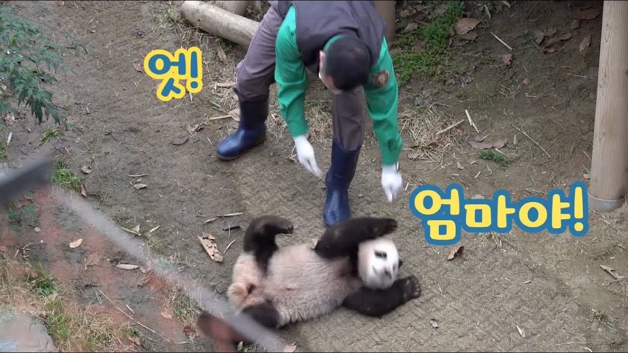 ★에버랜드 판다월드 ep2★ 