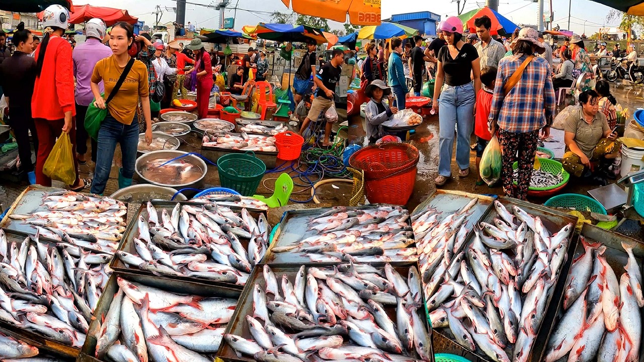 Cambodia Freshwater Fish Market, Wet Market, Rich in Small and large Freshwater Fish, 17 March 2026