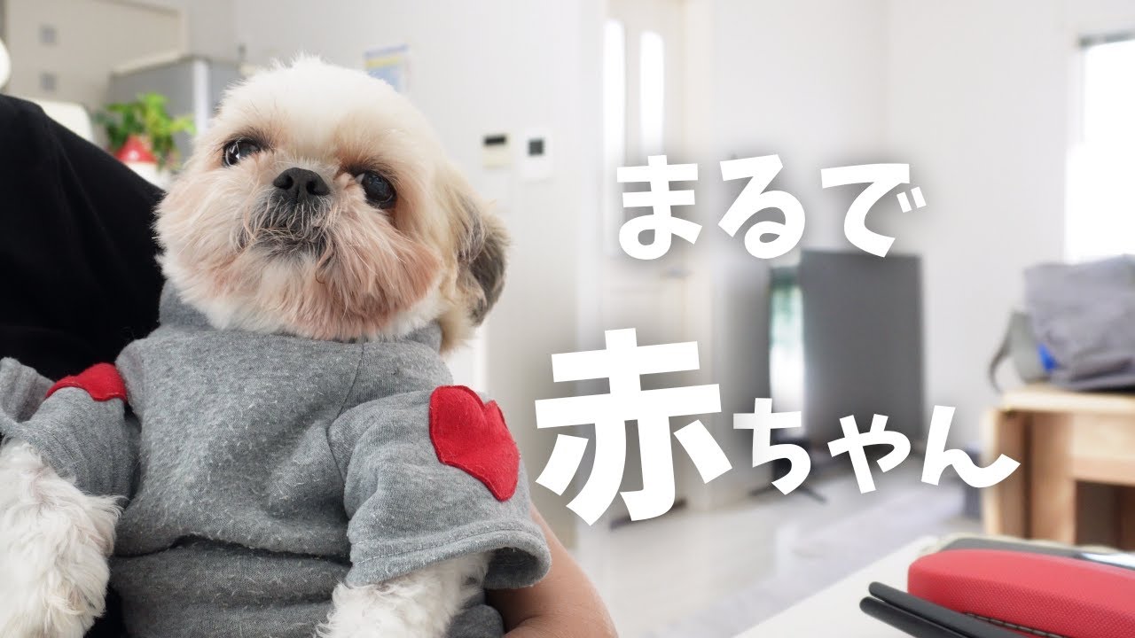 【シーズー神回】この可愛さは反則！仕事放棄不可避な愛犬の甘えっぷりwww～多頭飼い～チワワ シーズー ミニチュアピンシャー トイプードル