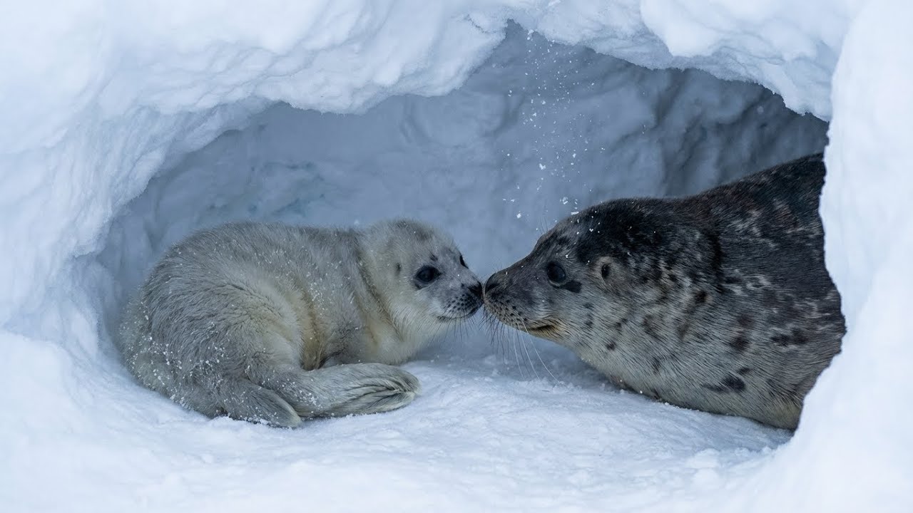 Life Beneath Arctic Ice | The Hidden World of Speed, Survival & Light