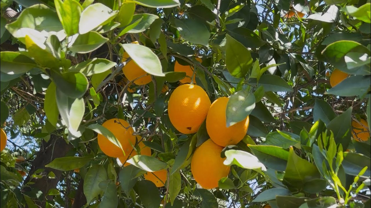 Saturday Squeeze 🍊 #organic #fyp #nature 