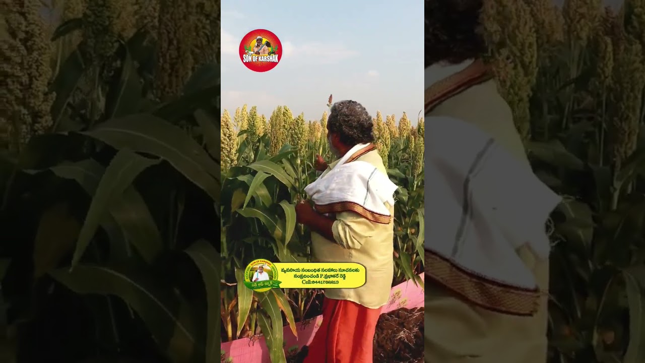 వర్షాధారంగా జొన్న పంట