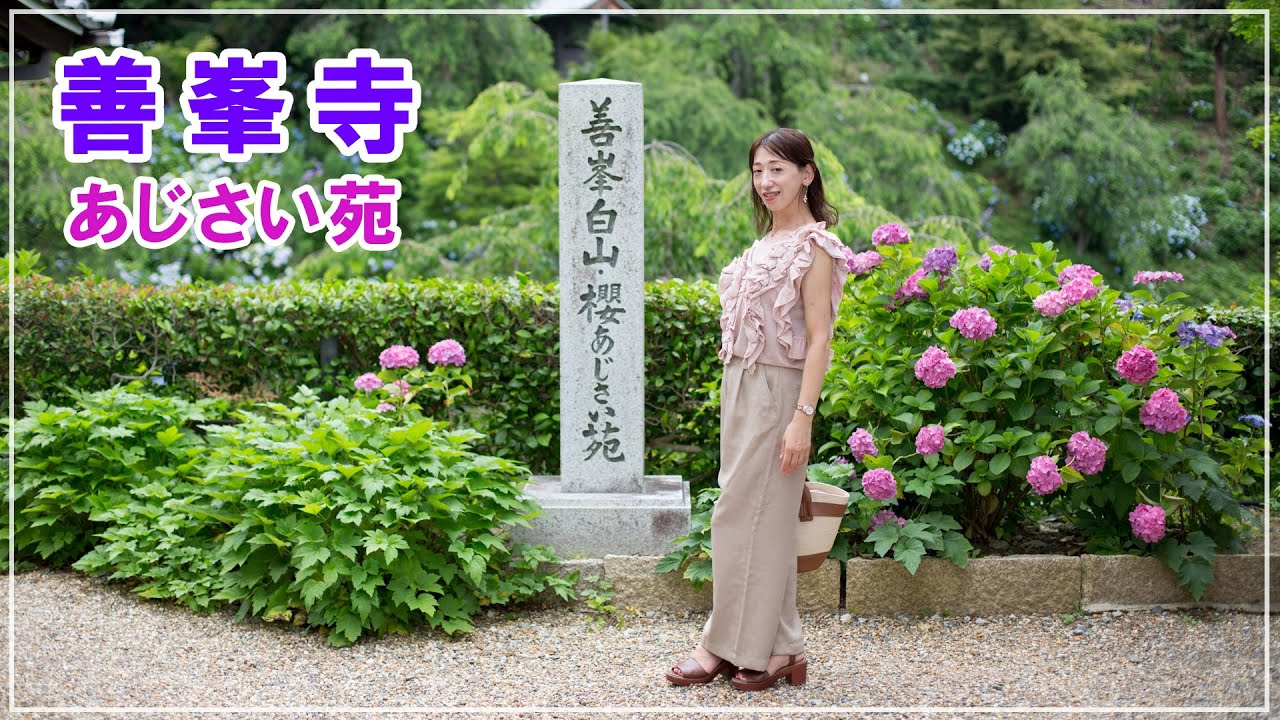 【京都】善峯寺（よしみねでら）☆あじさい苑・日本一の松『遊龍』【穴場スポット】