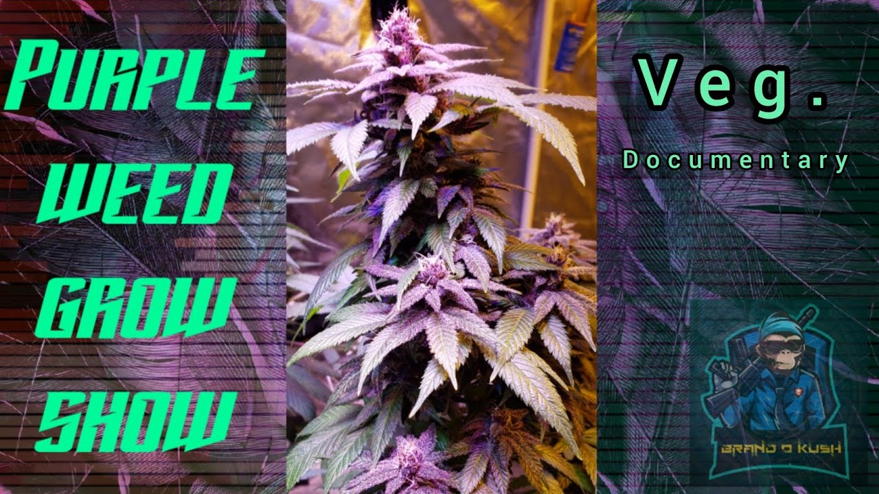 Purple weed grow show:  Full veg documentary from clone to the first week of flower