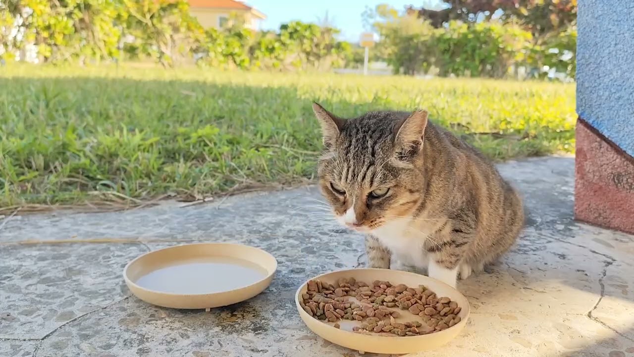 2026.1.15 猫巡り ビーチ猫のビビちゃんに美味しいカリカリと大好きなウェットフードを
