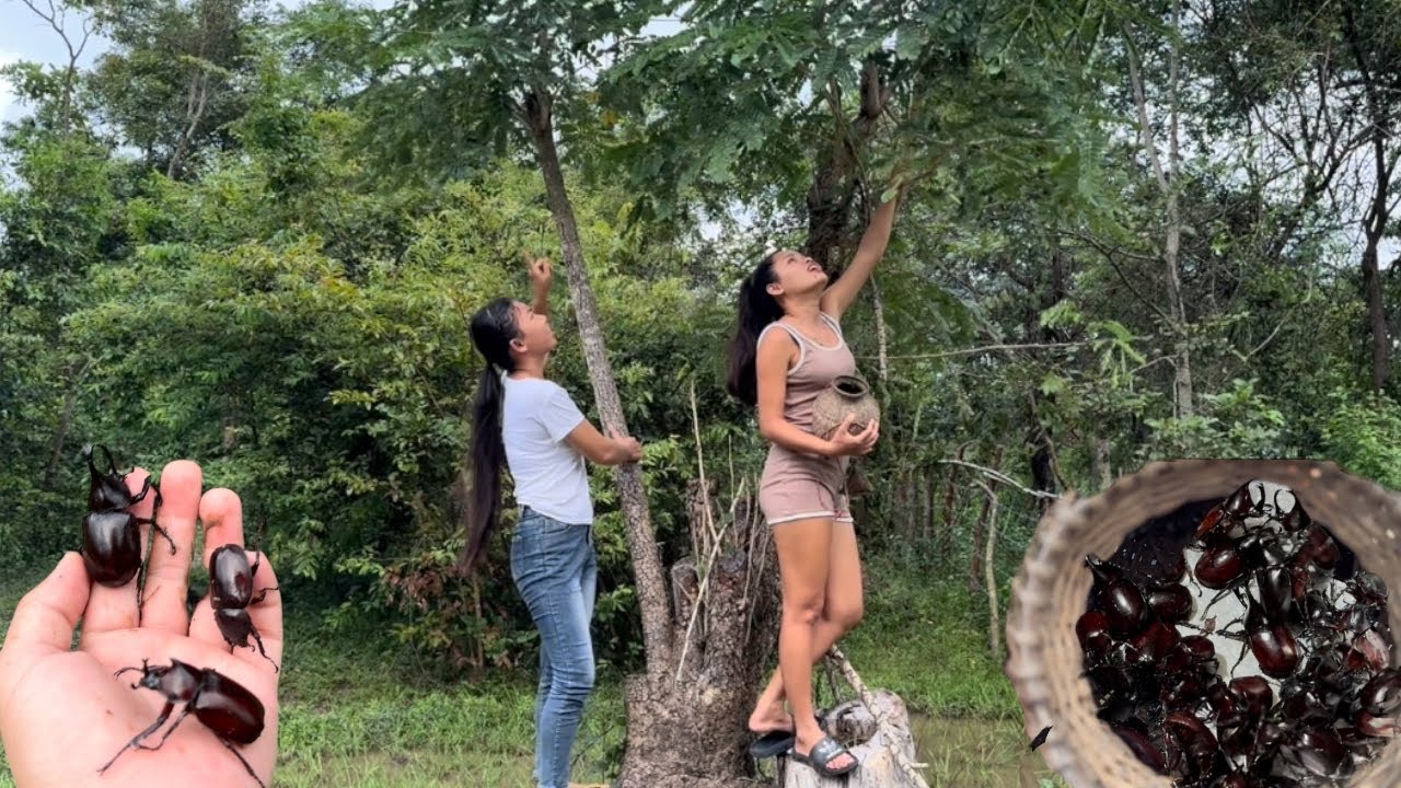 ສາມສາວຕາມລ່າຫາແມງຄາມ🇱🇦สามสาวตามล่าหาแมงด้วงกวาง(แมงคาม)