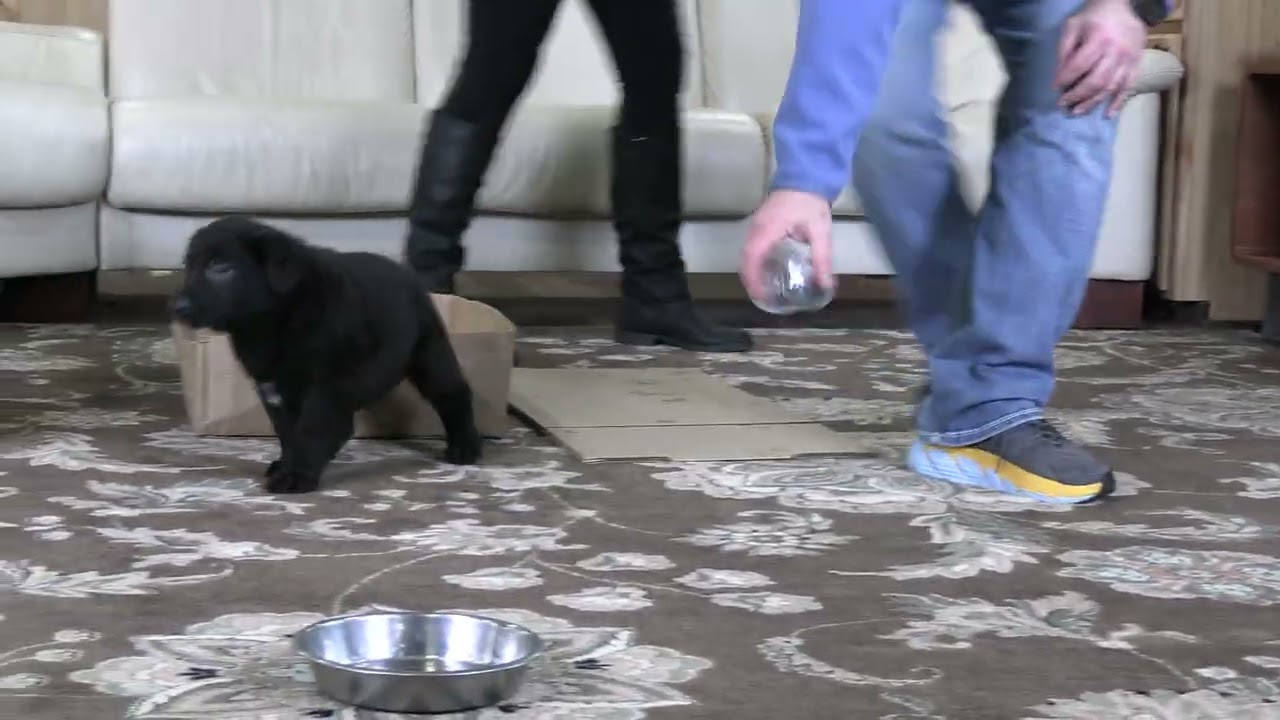 Early Temperament Test At Six Weeks Old! Kraftwork K9 Pro German Shepherds