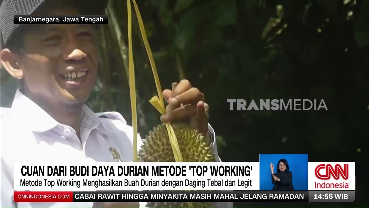 Cuan Dari Budi Daya Durian Metode Top Working | REDAKSI (10/02/26)
