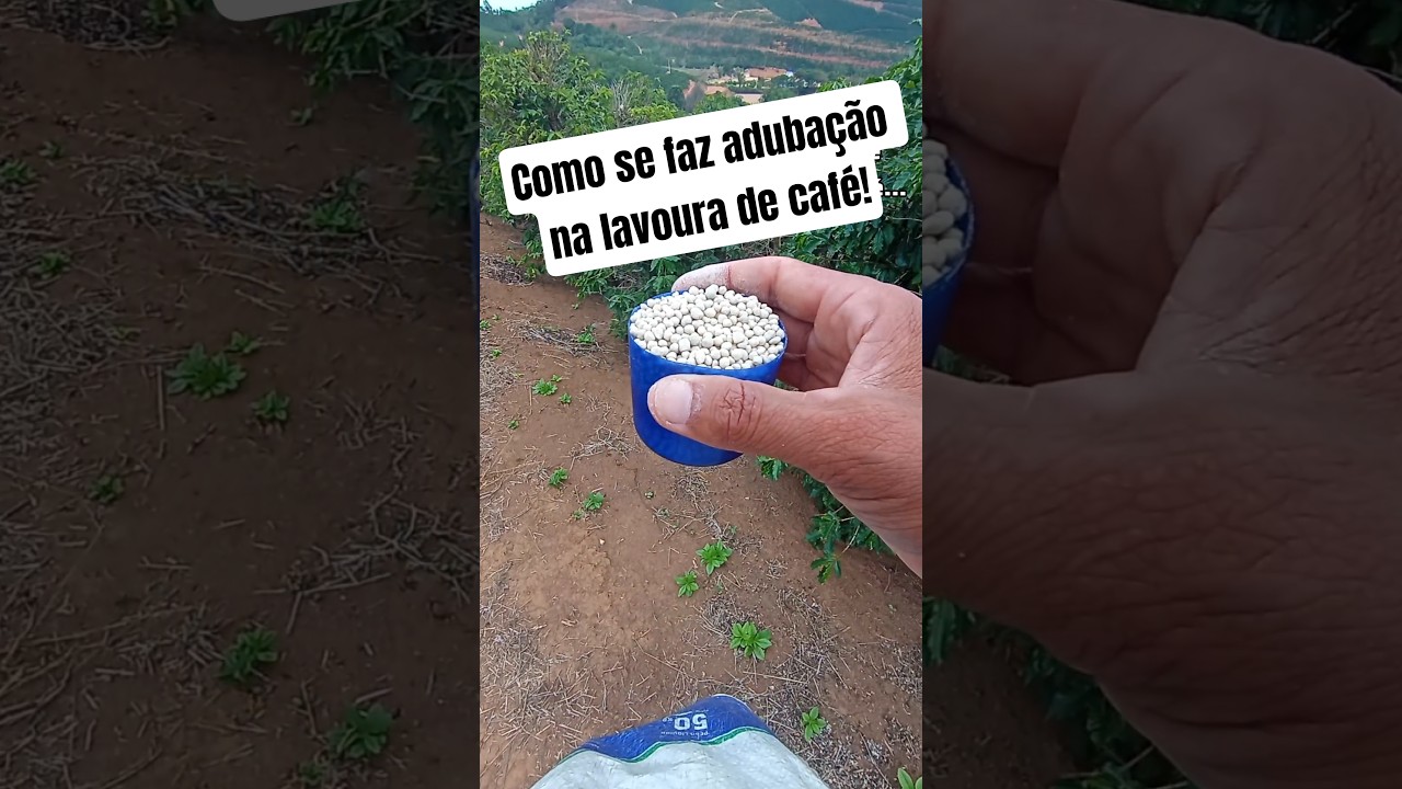 como se faz aduba&ccedil;&atilde;o na lavoura de caf&eacute; #subscribe #react