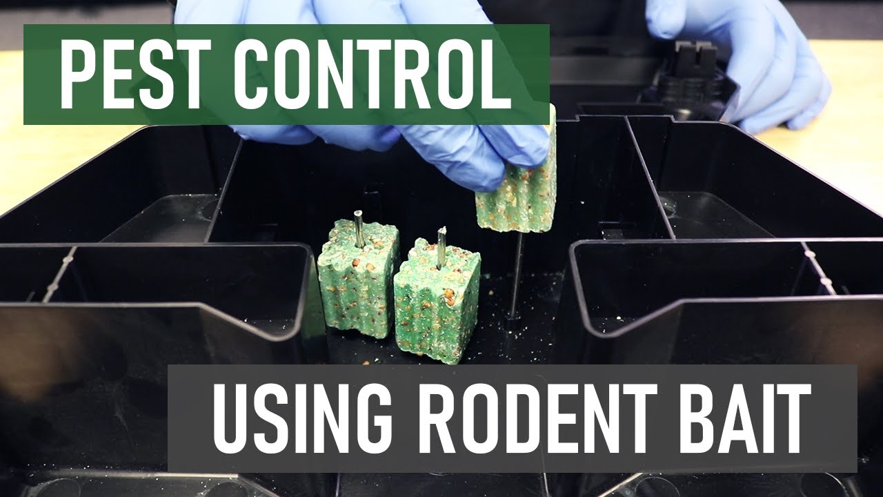 How to Eliminate Rats and Mice with Bait