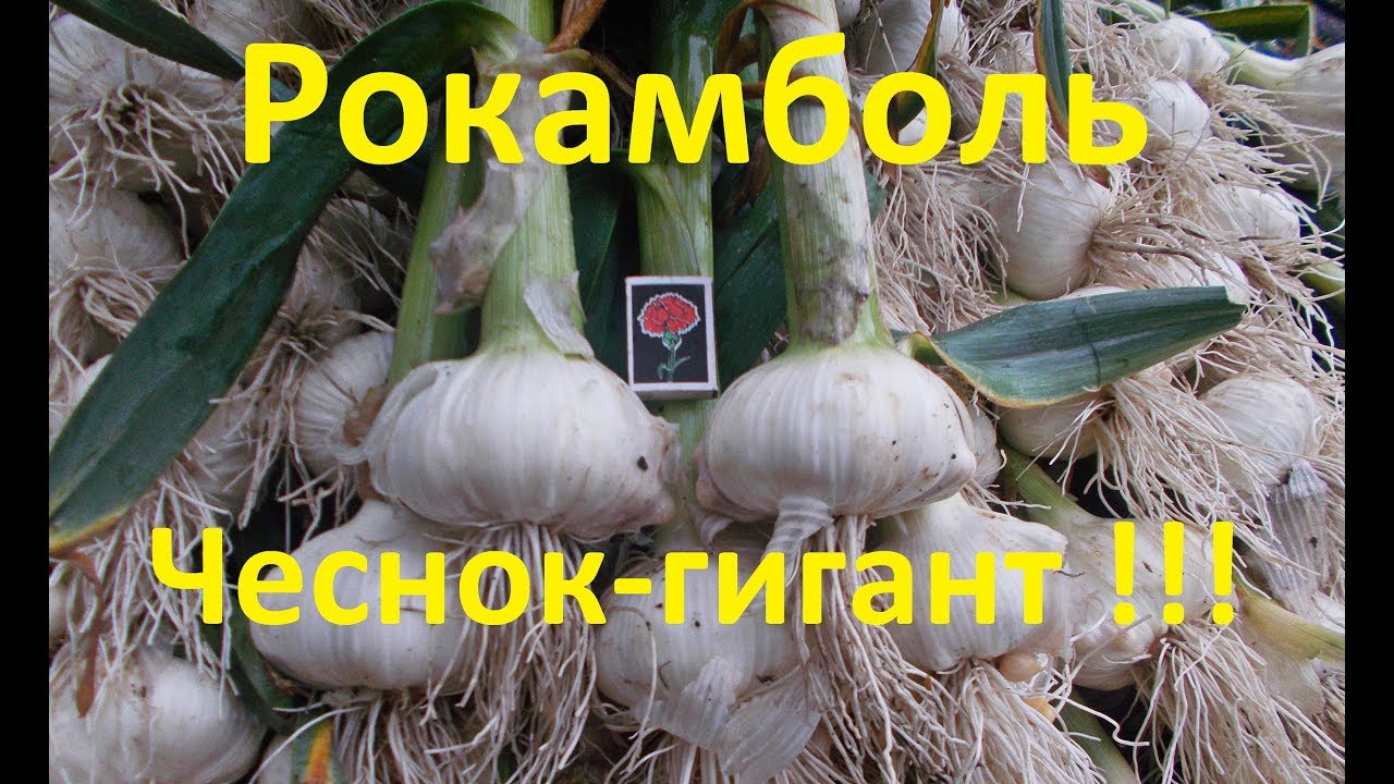 Технология посадки чеснока 