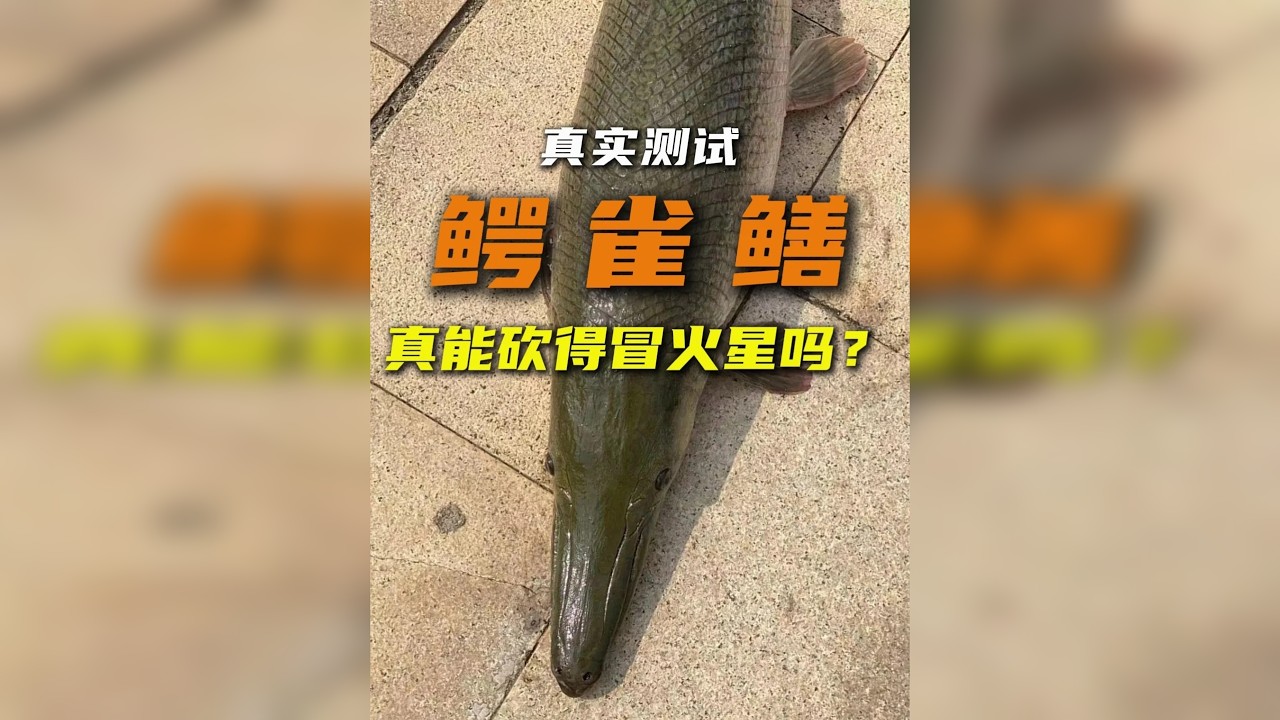鳄雀鳝的鳞片到底多硬？我今天非得亲自试试！