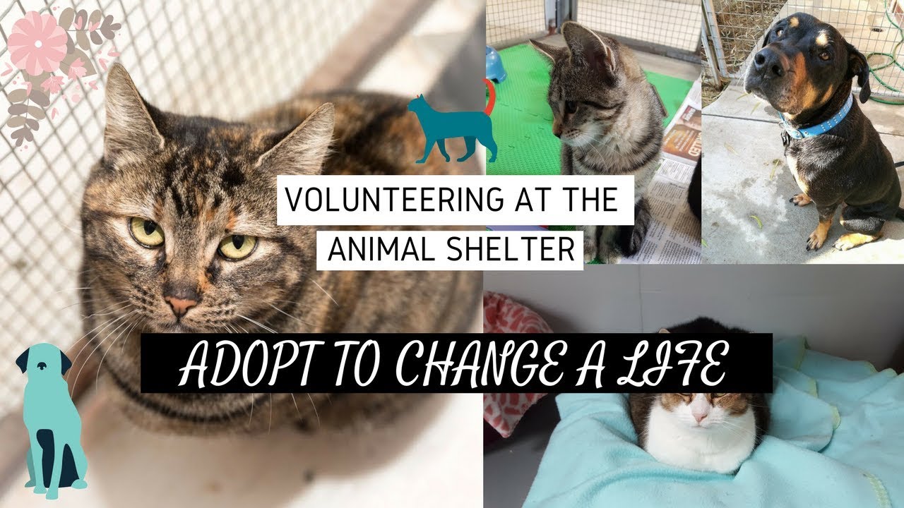 VOLUNTEERING AT THE ANIMAL SHELTER