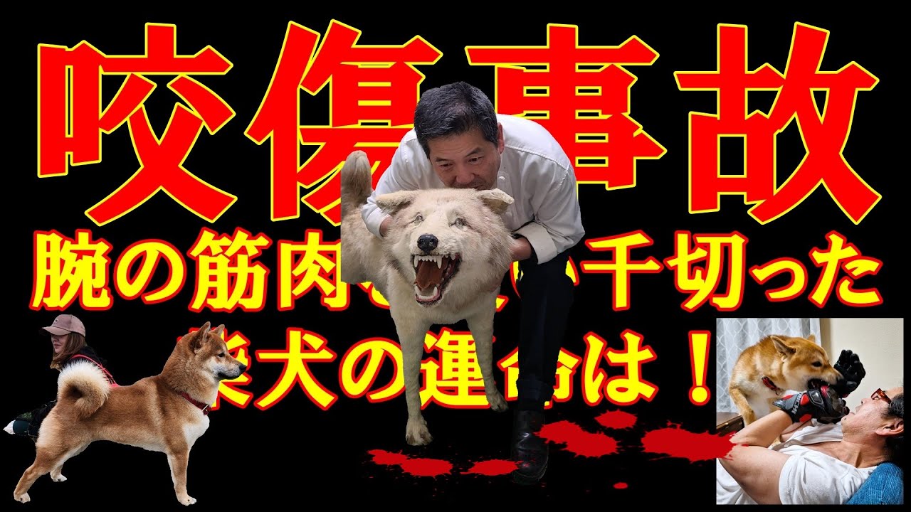 柴犬に両腕の筋肉を噛み千切られる大怪我で救急搬送！【咬傷事故】