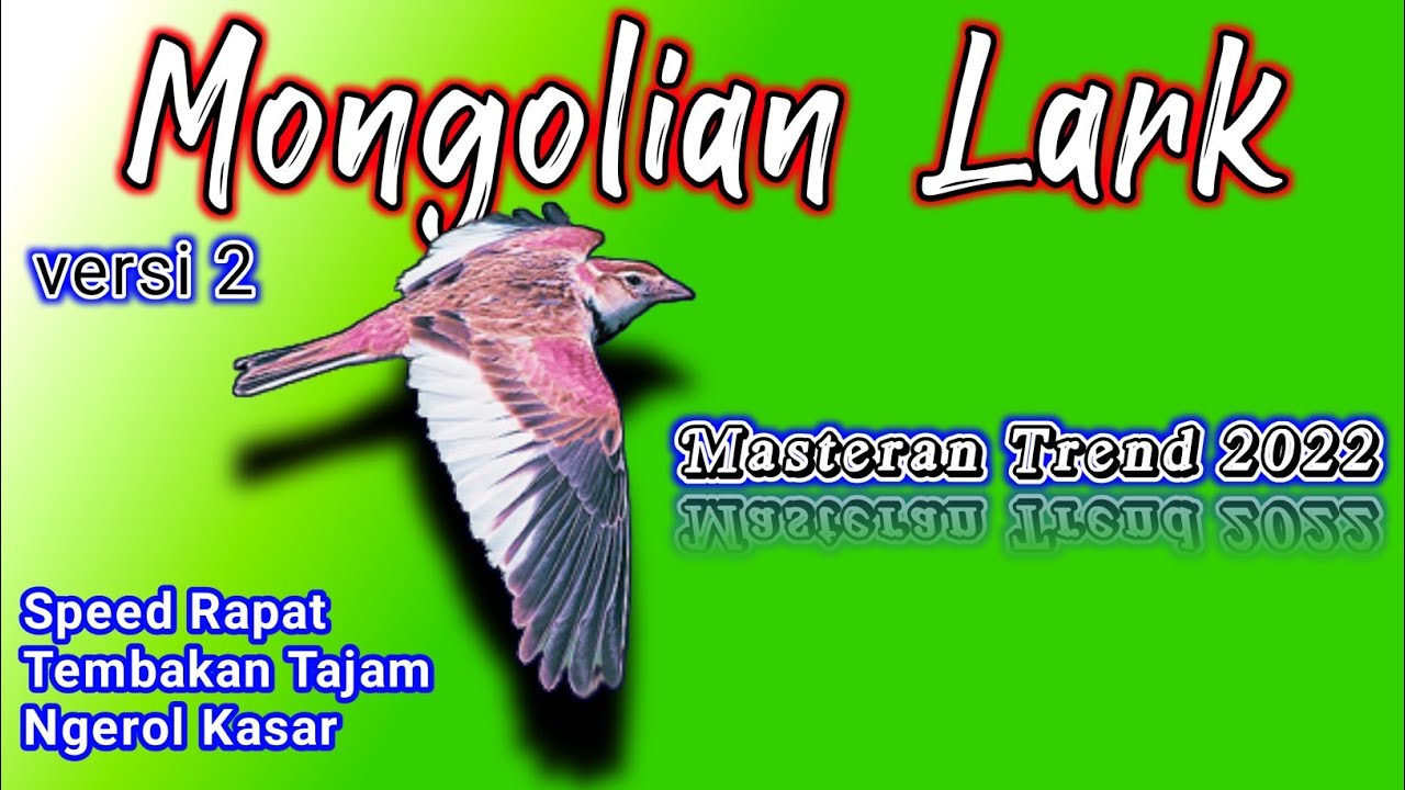 MASTERAN BURUNG TERBAIK,MONGOLIAN LARK nembak ngerol rapat