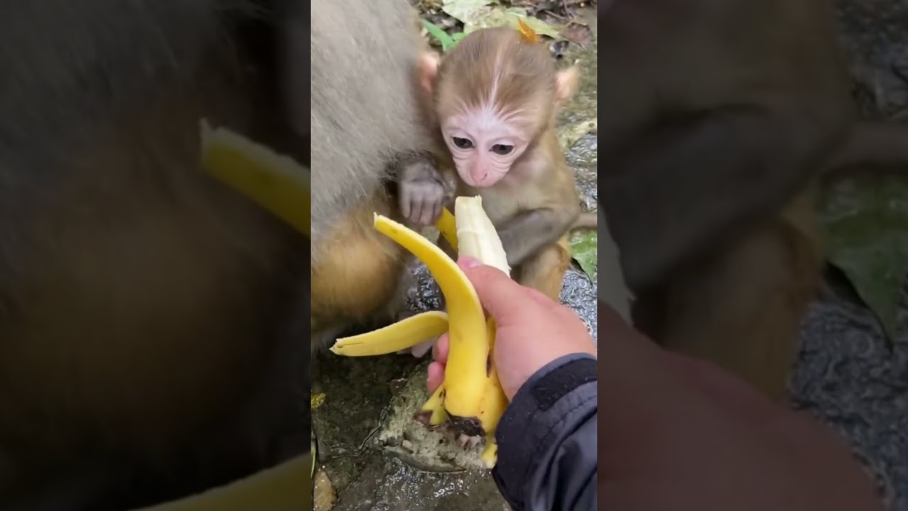 Cute and Funny Monkey - Videos  2021 /Monkey Cute
