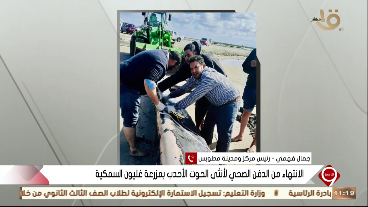 رئيس مركز ومدينة مطوبس.. التفاصيل للانتهاء من الدفن الصحي لأنثى الحوت الأحدب بمزرعة غليون السمكية