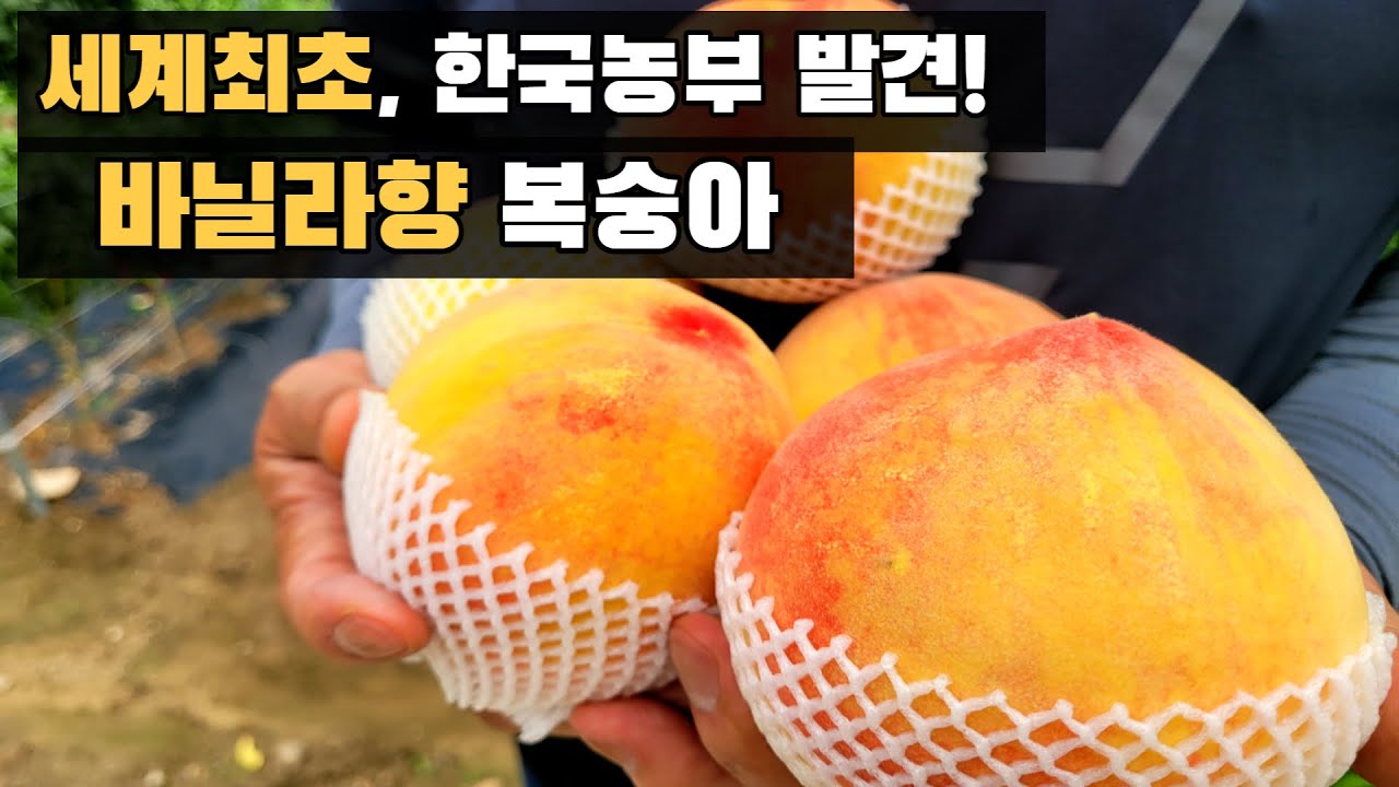 세계최초! 한국 농부가 발견한 바닐라향 복숭아