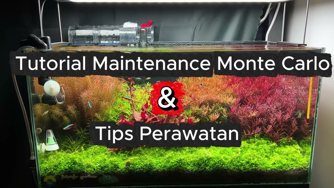 Tutorial Trimming Monte Carlo: Langkah Wajib Biar Nggak Busuk & Menguning!