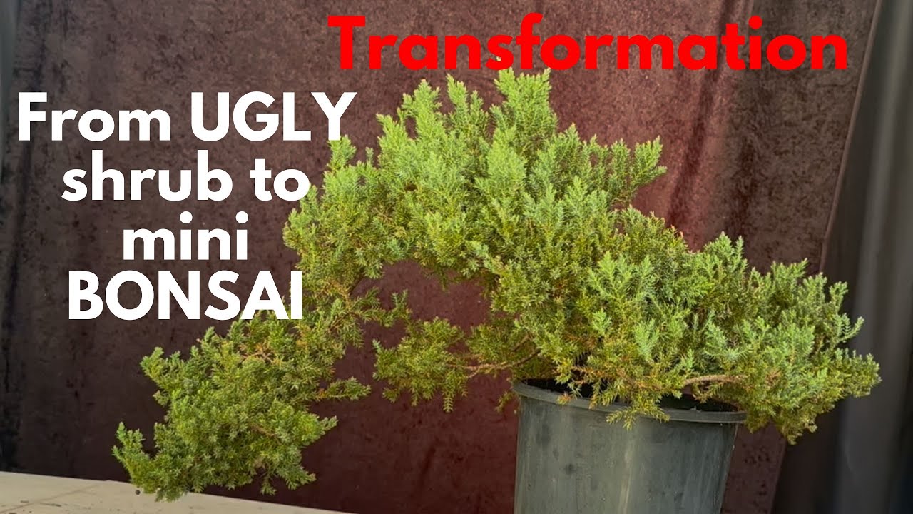 From Ugly Shrub to Showstopper Bonsai: Transforming an Ugly tree into a Stunning Bonsai!