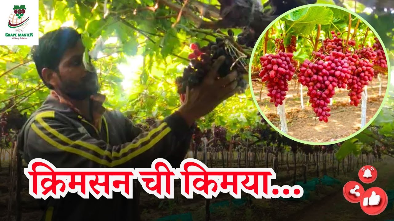 #क्रिमसन ची किमया... #grape #guidance #grapemaster #द्राक्ष #draksh #crimson #खर्चातबचत