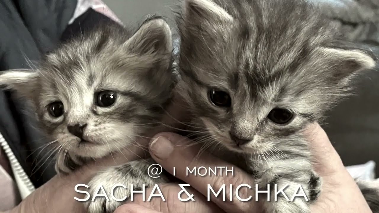 Two silver Siberian forest kittens at 1 month old
