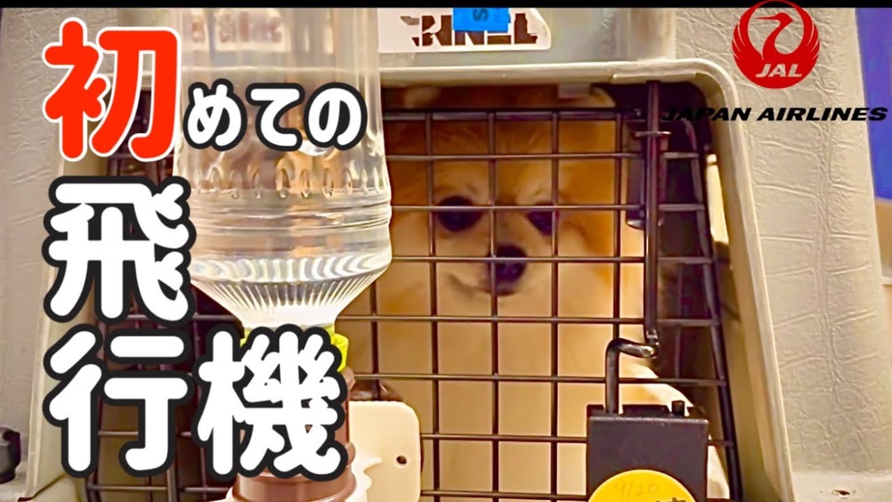 犬と飛行機に乗って旅行してきました！