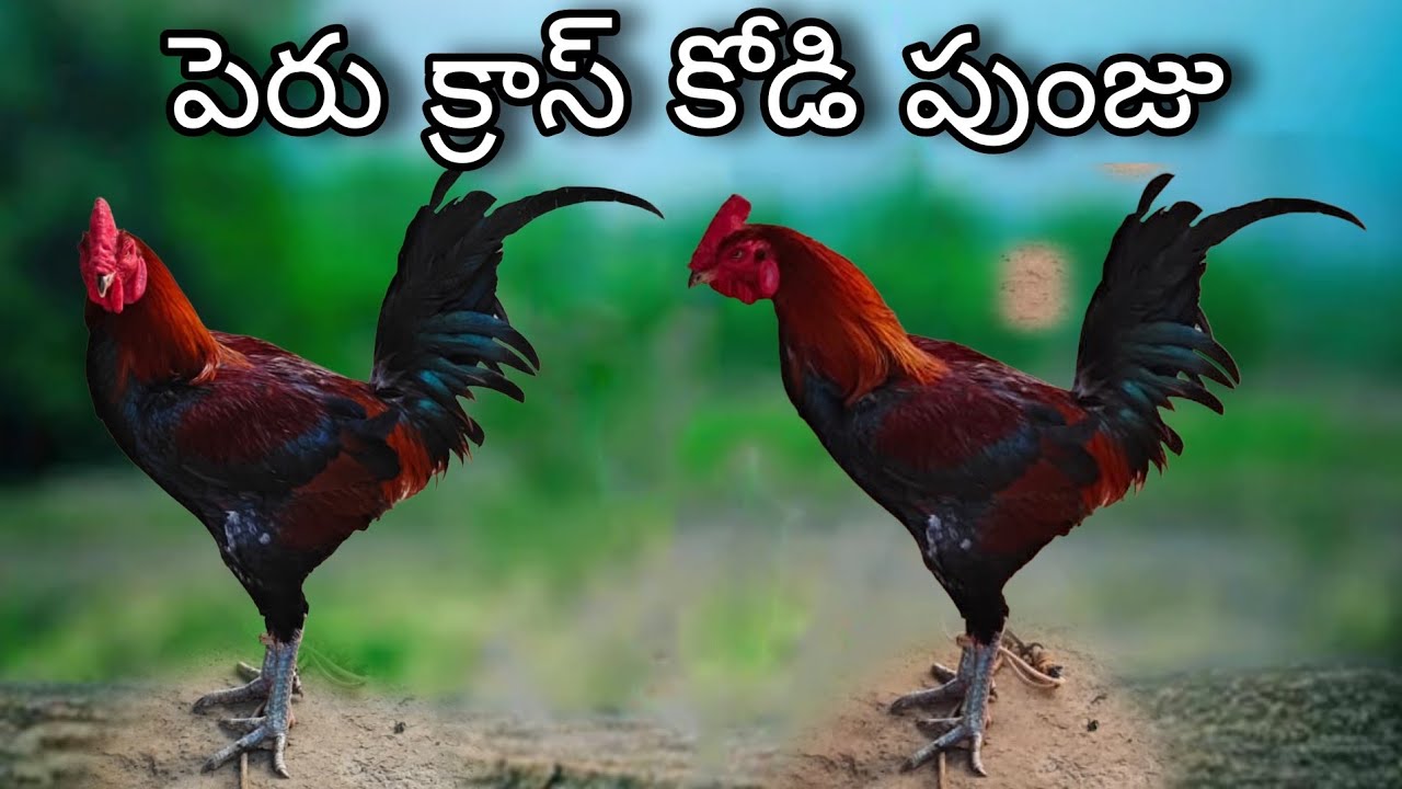 #KVR BREEDES#thanks to all 🙏#bhimavaram chicks#peru cross chicks#chicks#patta punju#birds#chicken