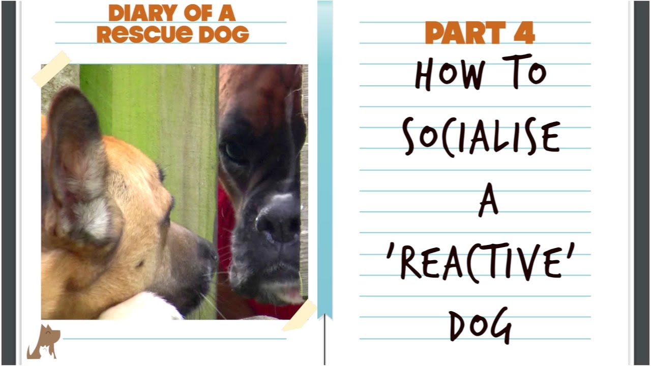 How to socialise / train a reactive dog - Diary of a rescue dog pt 4