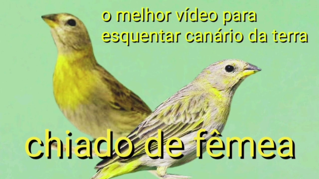 Melhor fêmea de canário da terra chamando