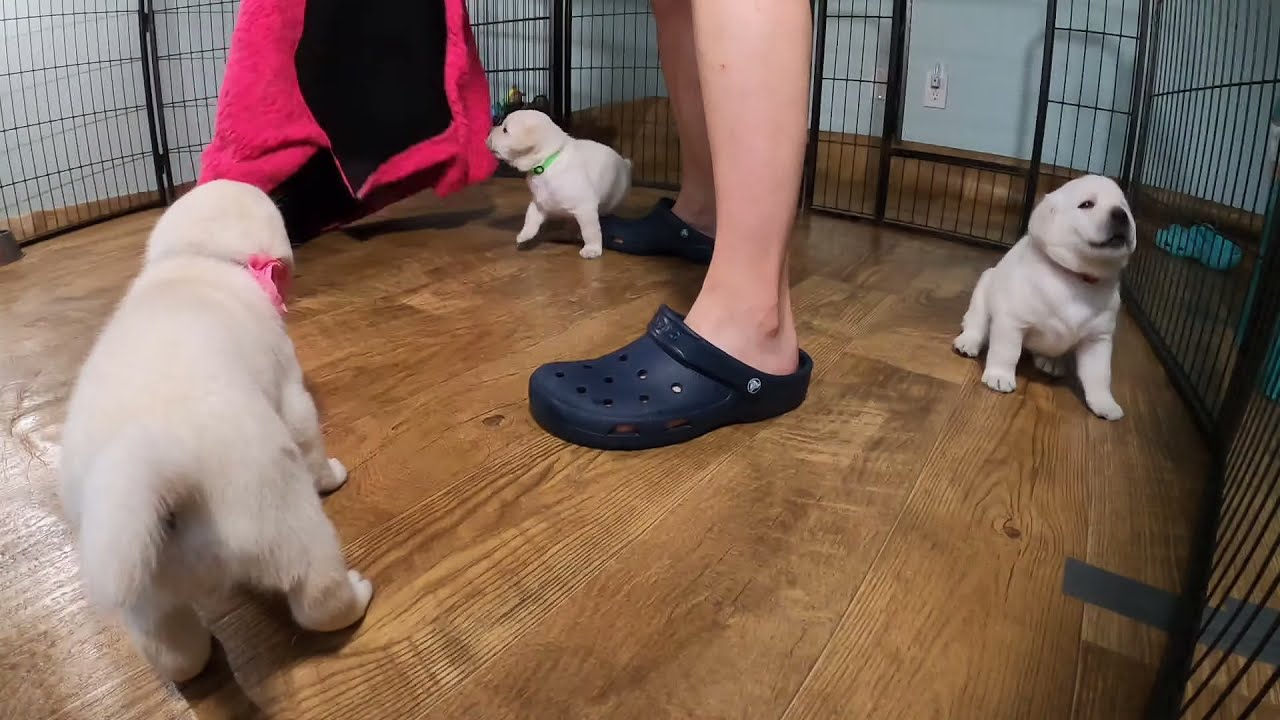 LIVE PUPPY CAM!  Lab Puppy Play Room Livestream