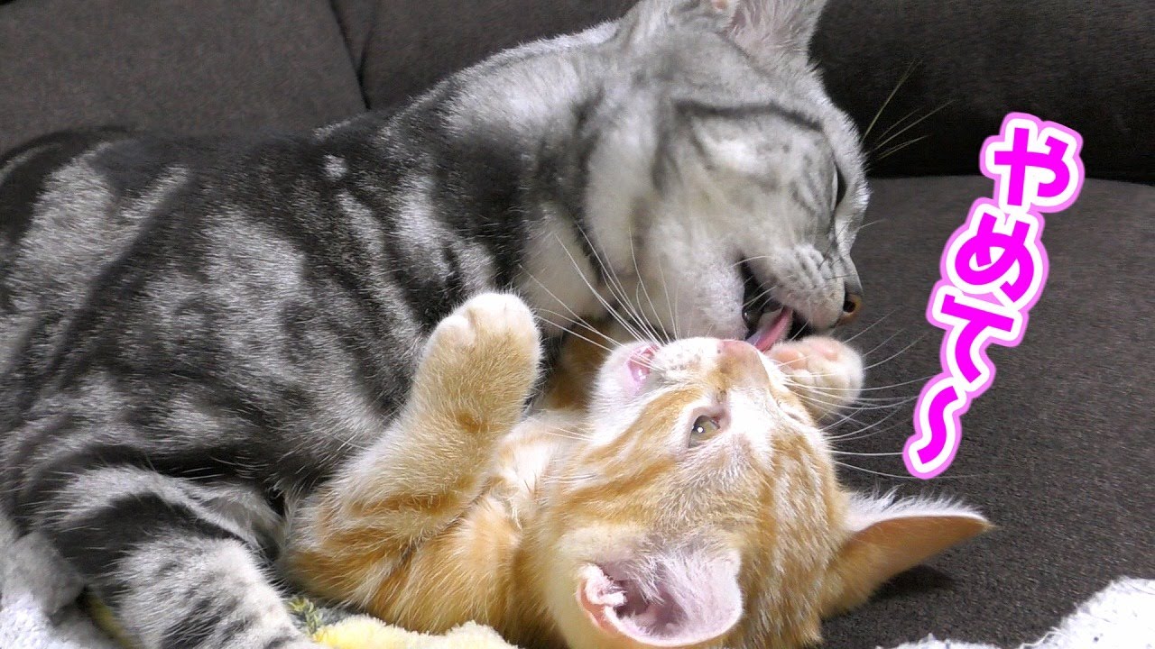 新入り子猫のことが好きすぎて毛づくろいが止まらない先住猫...ｗ
